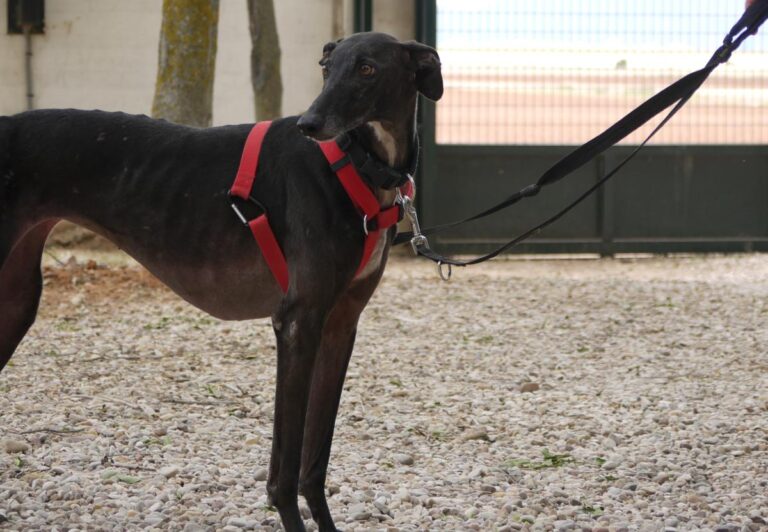 multimedia-foto83409-423-1