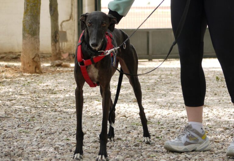 multimedia-foto83410-423-1