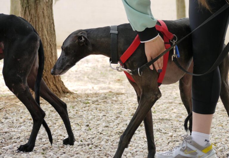 multimedia-foto83411-423-1