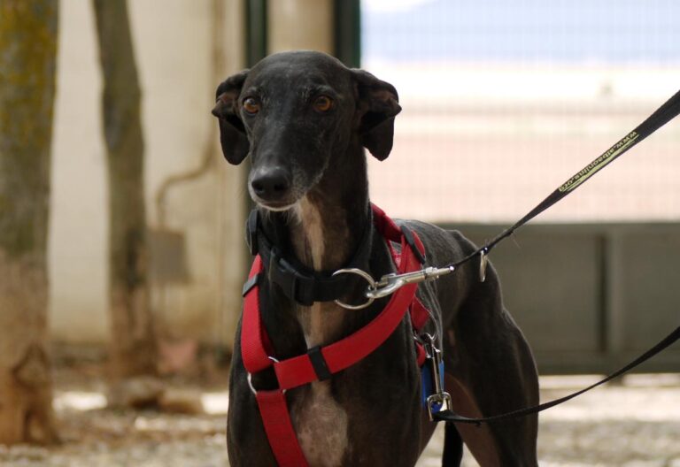 multimedia-foto83412-423-1