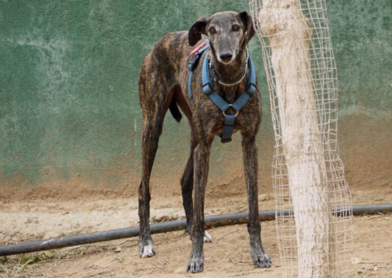 multimedia-foto83413-322-1