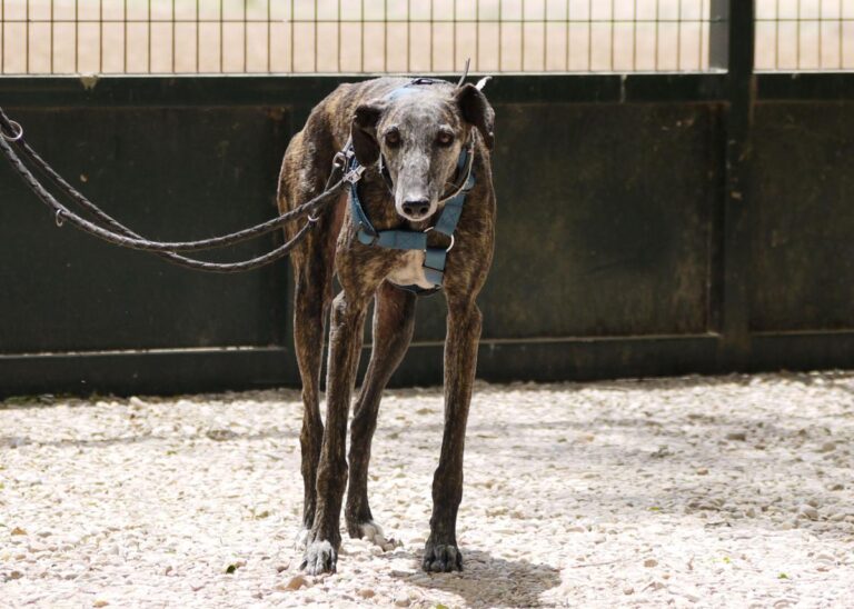 multimedia-foto83414-322-1