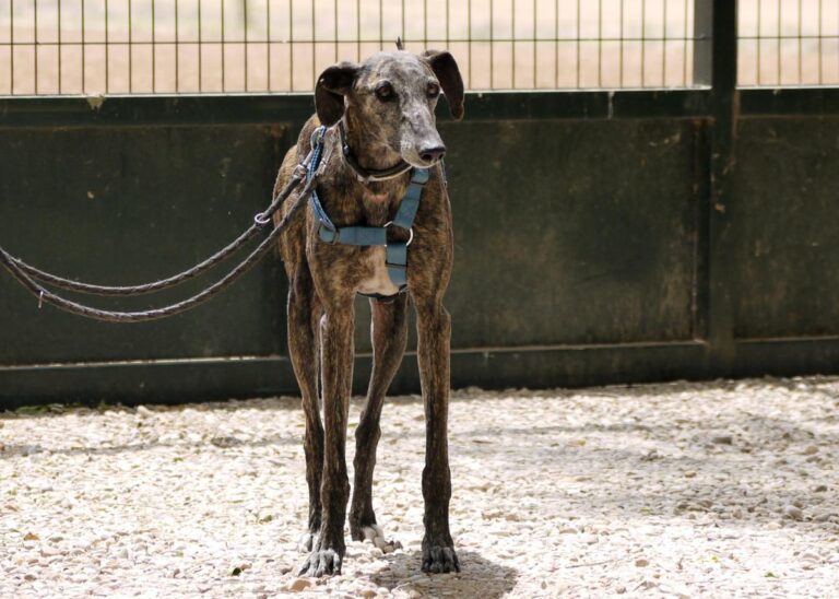 multimedia-foto83415-322-1