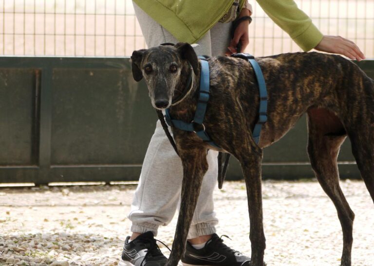 multimedia-foto83417-322-1