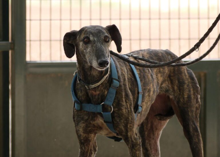 multimedia-foto83418-323-1