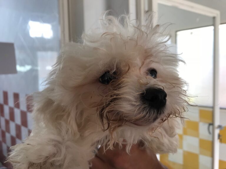 multimedia-foto83440-552-1