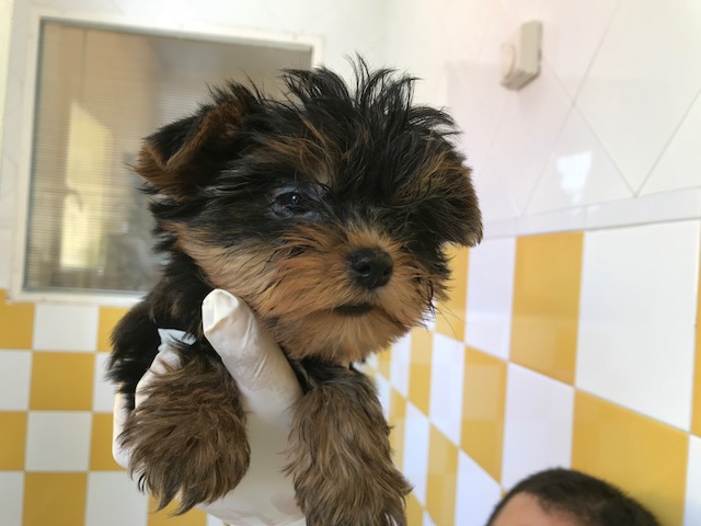 multimedia-foto83441-600-1