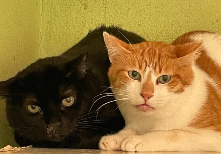 multimedia-foto83456-309-1