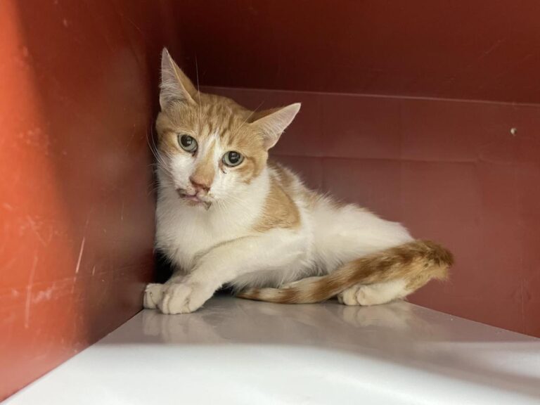 multimedia-foto83457-309-1