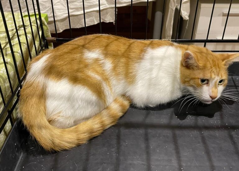 multimedia-foto83458-309-1