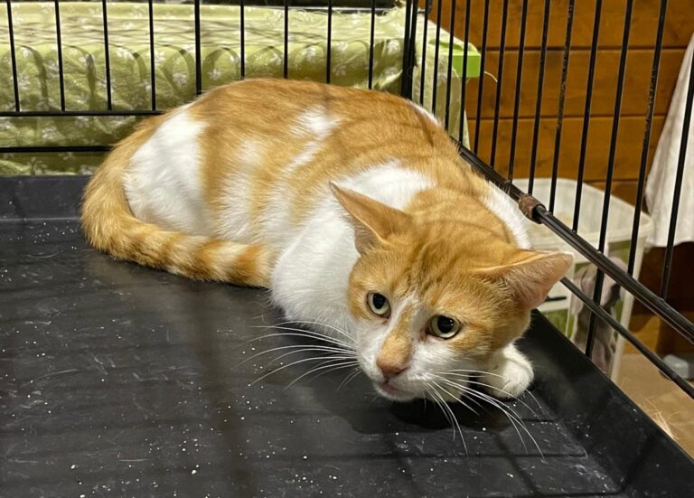 multimedia-foto83459-309-1