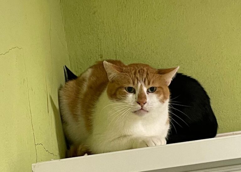 multimedia-foto83460-310-1