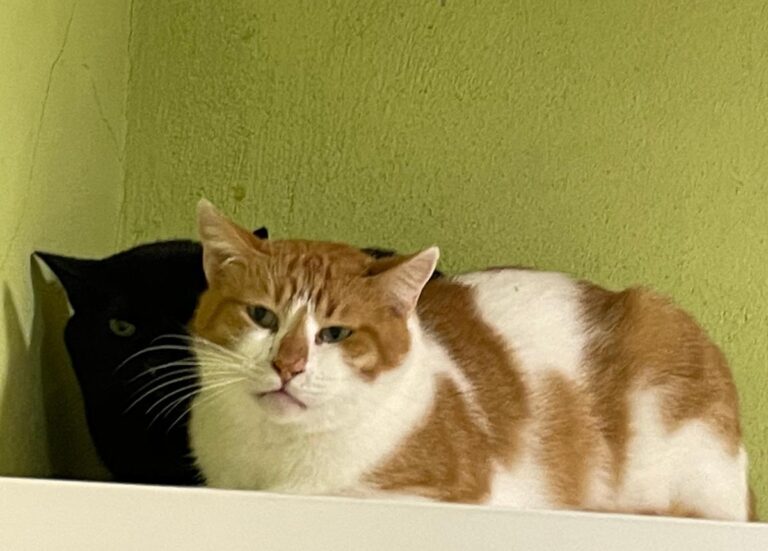 multimedia-foto83461-310-1