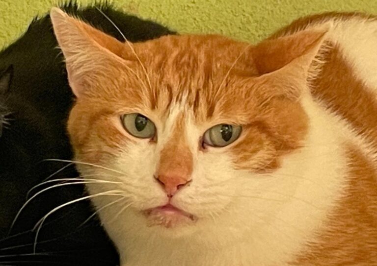 multimedia-foto83463-310-1