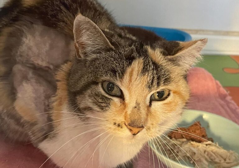 multimedia-foto83473-612-1