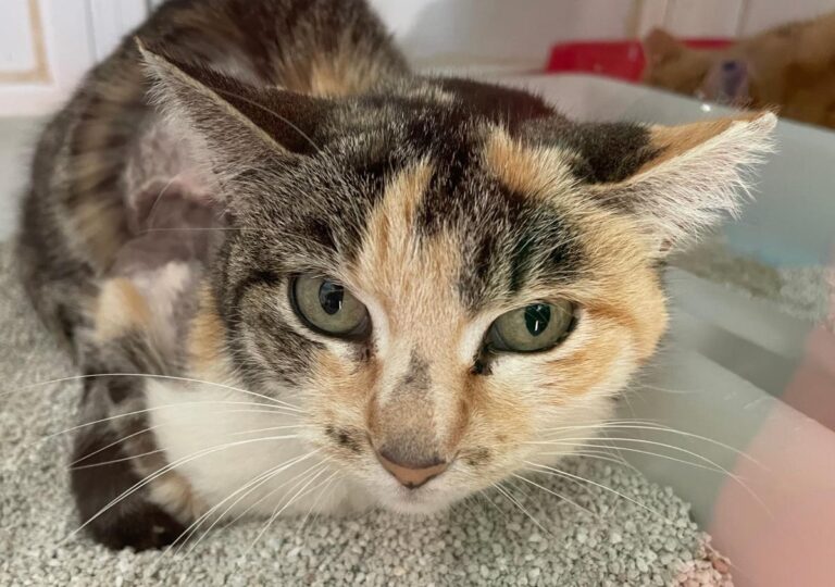 multimedia-foto83475-613-1