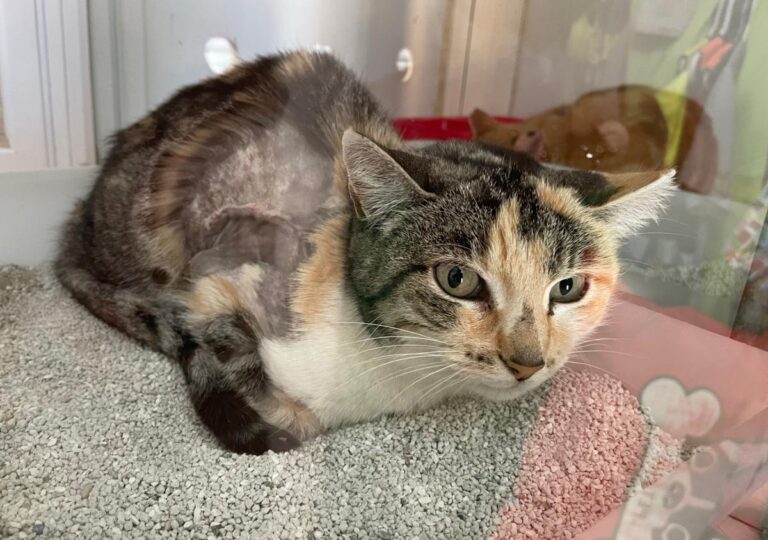 multimedia-foto83476-613-1