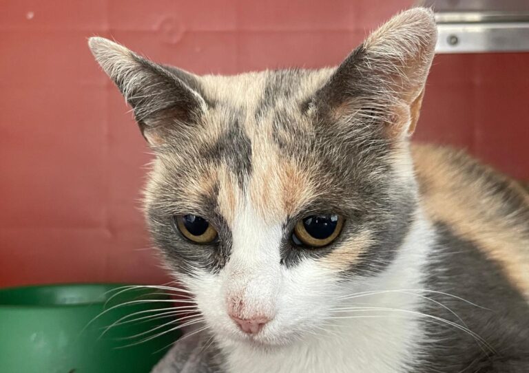 multimedia-foto83511-687-1