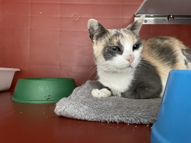 multimedia-foto83512-687-1