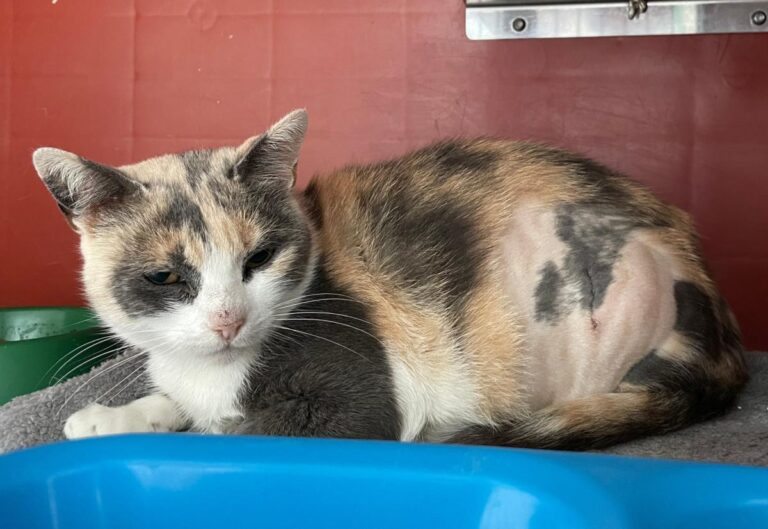 multimedia-foto83513-688-1