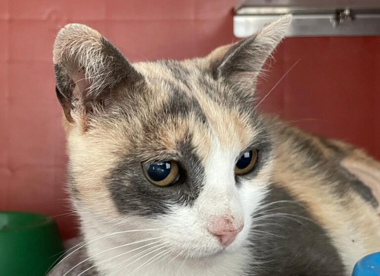 multimedia-foto83515-688-1