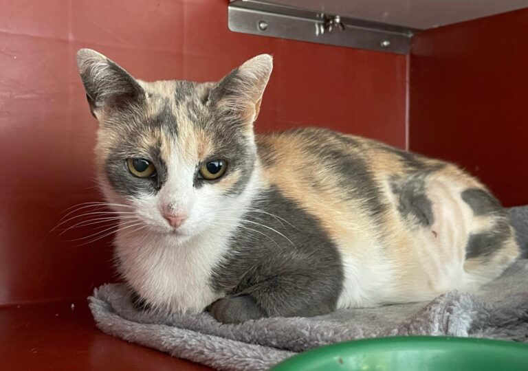 multimedia-foto83517-689-1