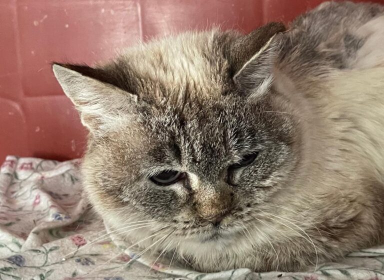 multimedia-foto83519-598-1