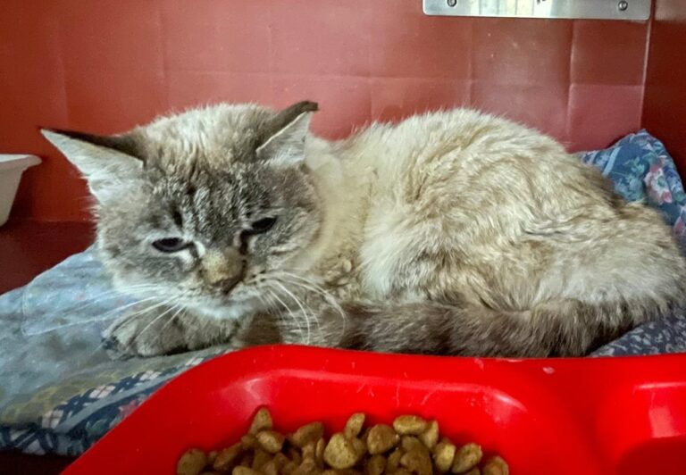 multimedia-foto83521-598-1