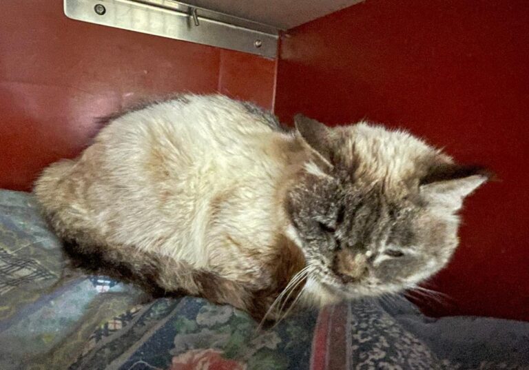 multimedia-foto83522-598-1