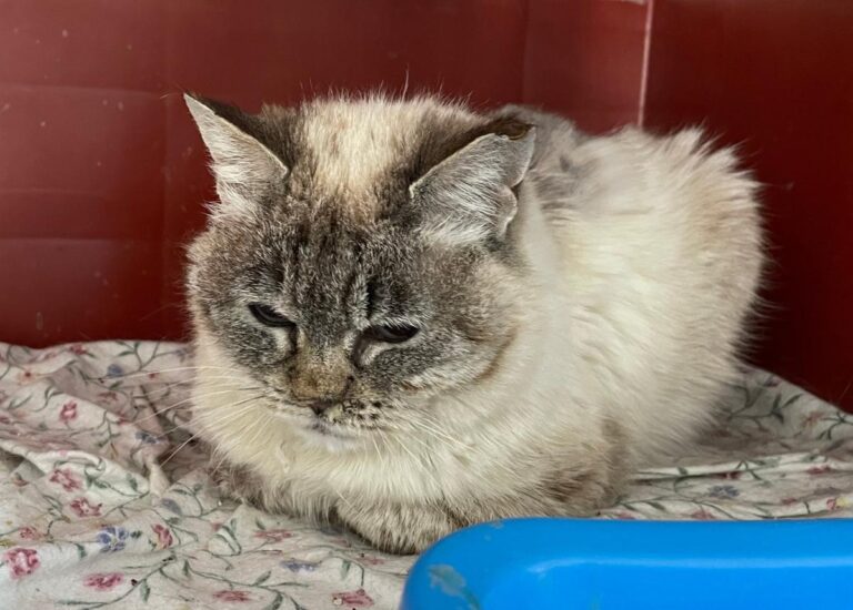 multimedia-foto83523-598-1