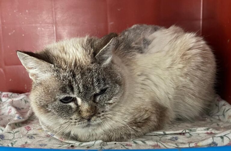 multimedia-foto83524-598-1