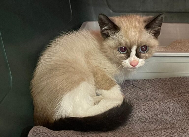 multimedia-foto83575-393-1