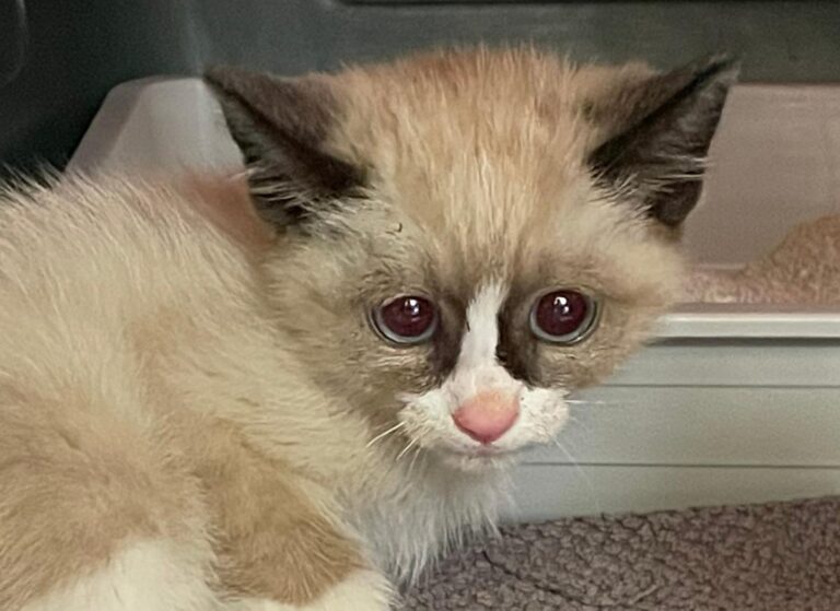 multimedia-foto83576-393-1