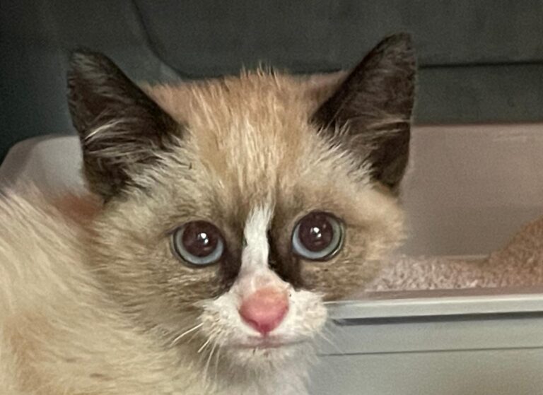 multimedia-foto83577-394-1