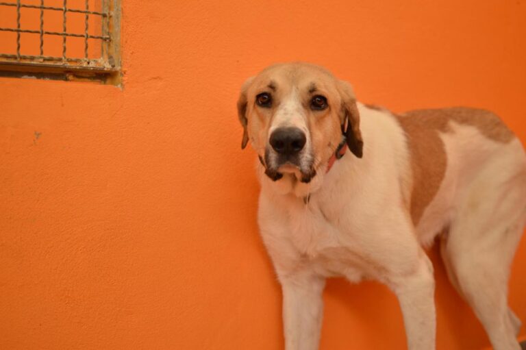 multimedia-foto83612-748-1