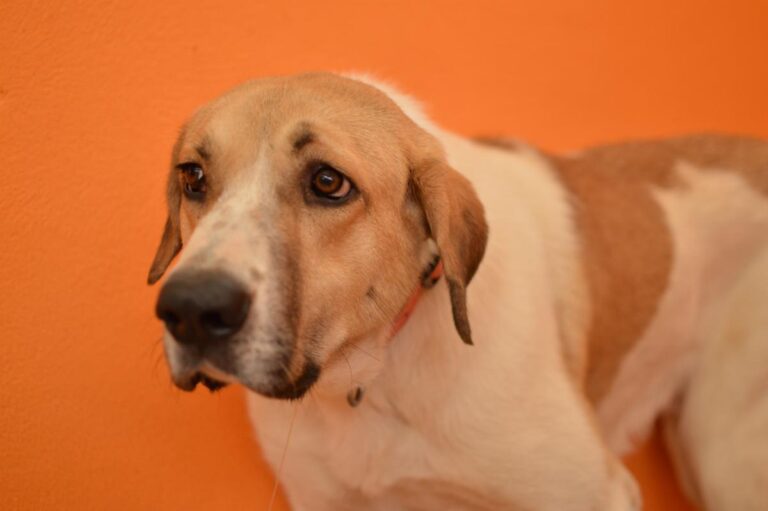 multimedia-foto83614-748-1