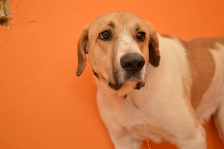 multimedia-foto83615-748-1