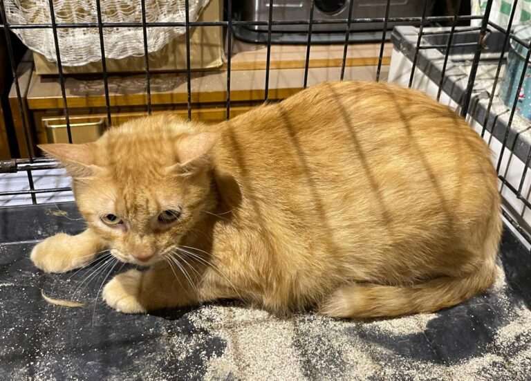 multimedia-foto83658-207-1