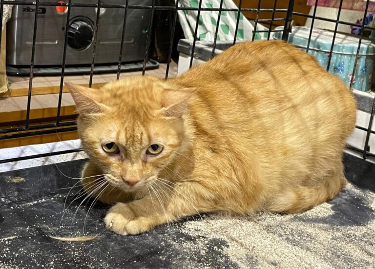 multimedia-foto83659-208-1