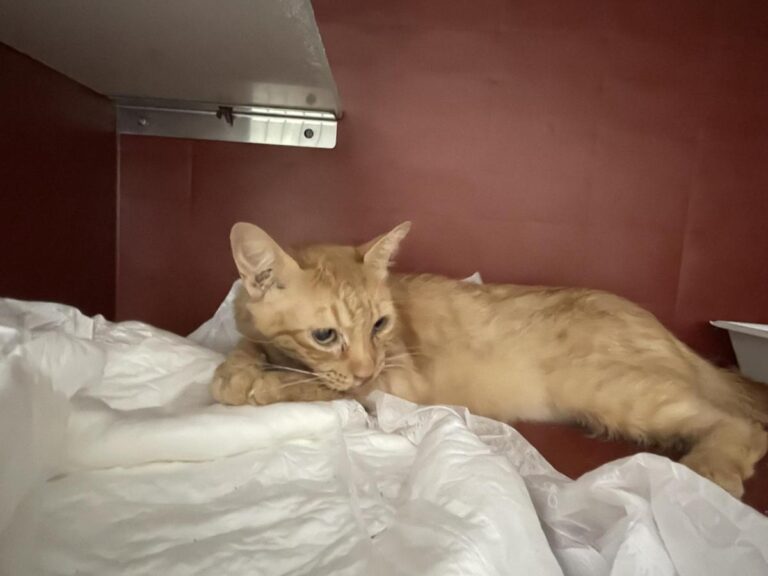 multimedia-foto83660-208-1