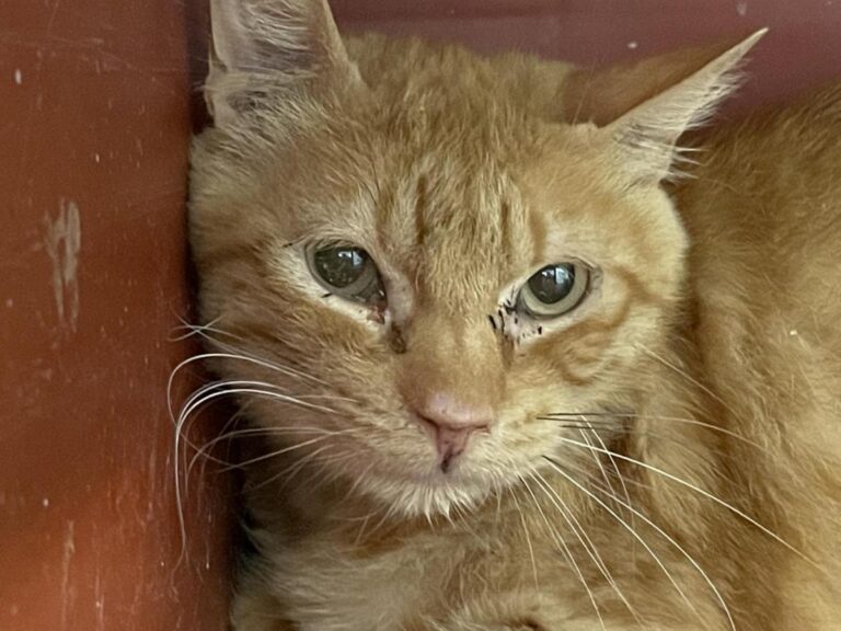 multimedia-foto83661-208-1