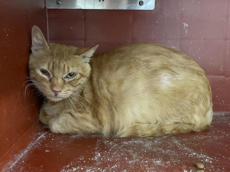 multimedia-foto83662-208-1