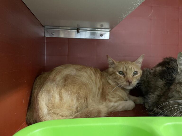 multimedia-foto83663-208-1