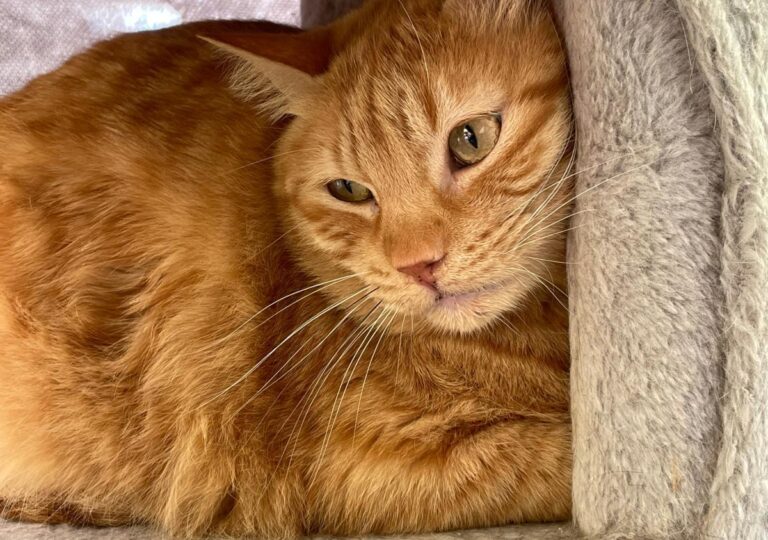 multimedia-foto83667-209-1