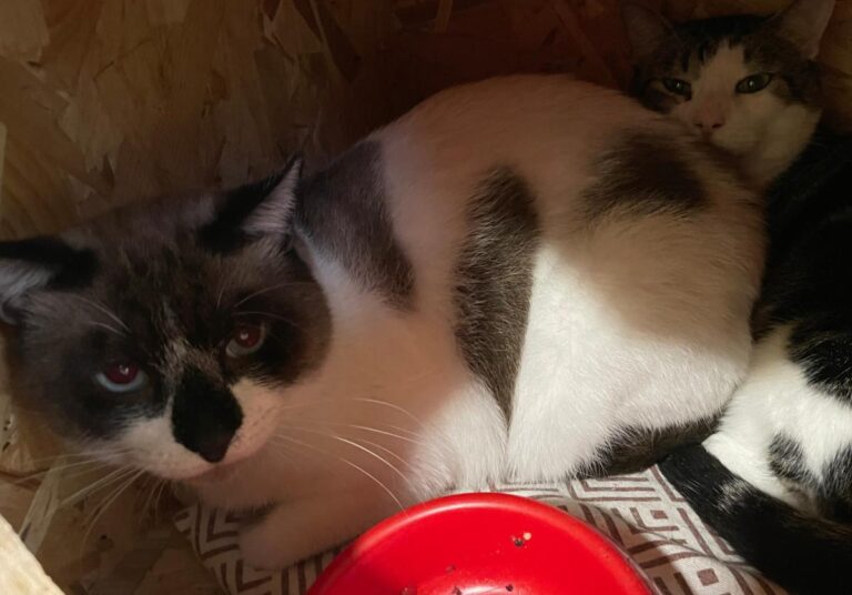 multimedia-foto83680-454-1