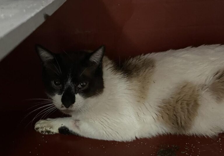 multimedia-foto83681-454-1