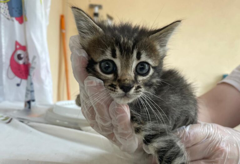 multimedia-foto83732-358-1