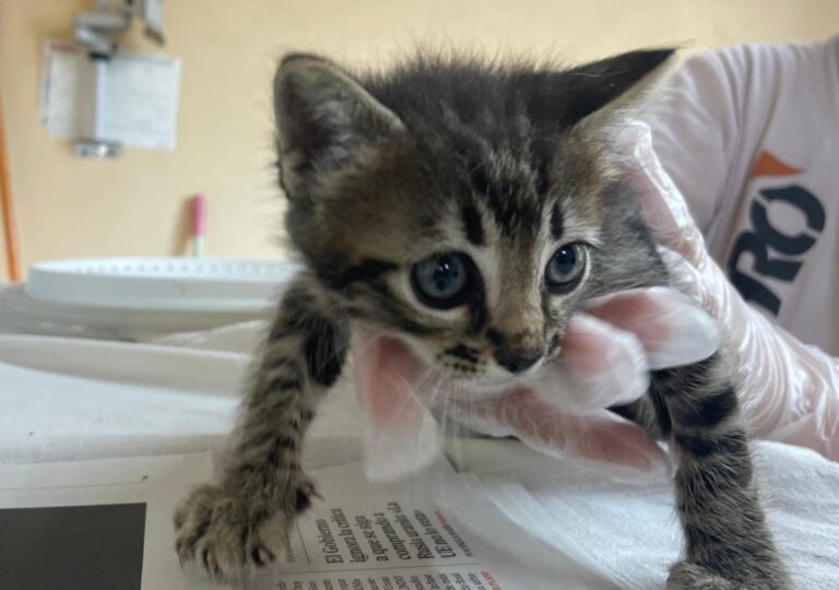 multimedia-foto83733-358-1