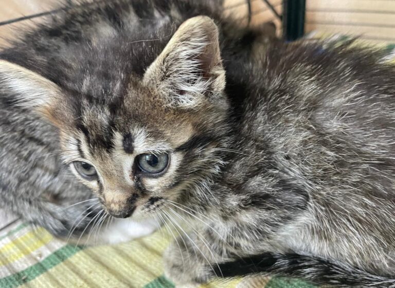 multimedia-foto83735-359-1