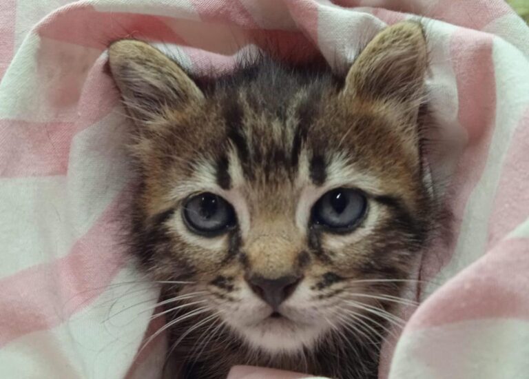 multimedia-foto83736-359-1